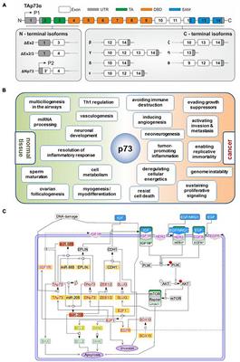 Mechanisms of Functional Pleiotropy of p73 in Cancer and Beyond